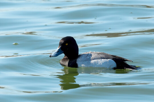 The greater scaup (Aythya marila) diving duck, drake - migrating bird on Lake Michigan in winter