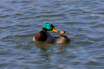 The mallard  (Anas platyrhynchos), drake and hen on the river during mating.