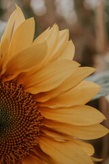 sunflower in the garden