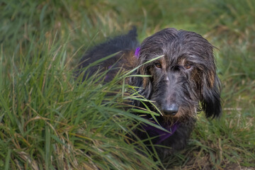 2021-02-27 A LONG HAIRED DACHSUND LYING IN GRASS