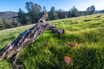 bark in the field