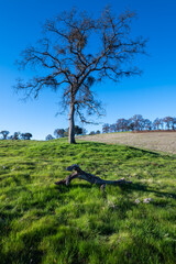 tree in the field