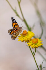 Australian Painted Lady butterfly (Vanessa kershawi) perched on a flower.