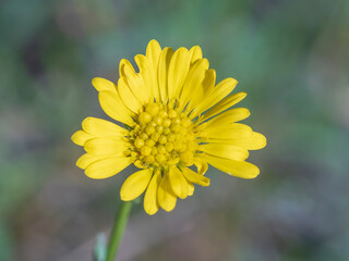 Fototapeta premium The yellow flower of the common herb found in the Australian Mallee known as the Burr Daisy (Calotis cymbacantha)