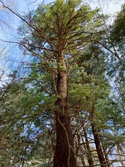 Old Pine Tree
