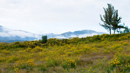 Paisaje con flores amarillas