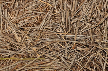 Dry straw background pattern rice stacks rough feed 