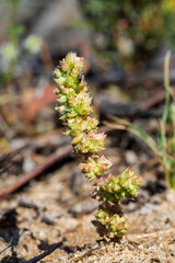 An annual or short-lived perennial plant commonly known as Clay Plantain (Plantago cunninghamii) with alternate names of Sago Weed and Lambs Tongue.