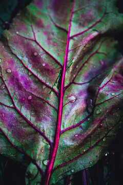 Beetroot leaf