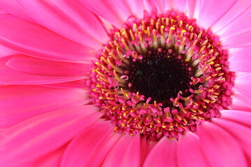 Red flower