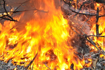 Fire in forest combustion fuel flaming firewood warm hell deforestation global warming nature emergency close heat smoke flames