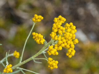 The clusters of small yellow flowers of the erect herb known as Clustered Everlasting (Chrysocephalum semipapposum).