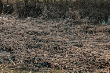 Fototapeta na wymiar reeds on a river