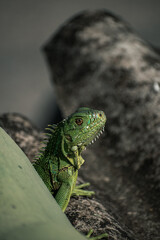 iguana on a tree