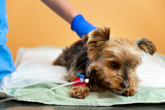 Dog falls asleep after a sedative induction before anesthesia and surgery in a veterinary clinic. Veterinary strokes the dog. High quality photo.