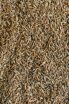 Closeup of Cumin Seedss