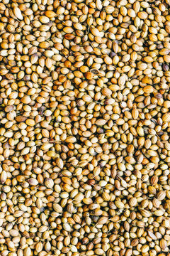 Closeup of Coriander seeds