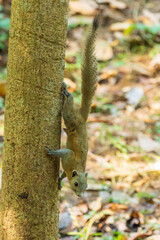 Side profile view of a Grey-bellied Squirrel (Callosciurus caniceps).