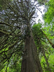 trees in the woods