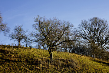 Fototapeta premium Winter without snow in Upper Bavaria, fruit trees without leaves on a slope and dry brown grass, Bavaria, Germany, Europe