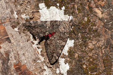 Catocala dilecta, mariposa nocturna camuflada sobre el tronco de un &aacute;rbol.