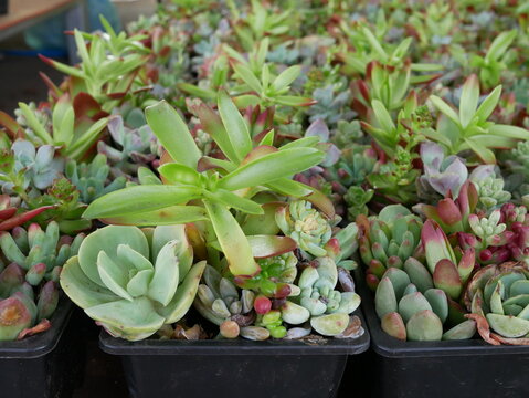 Many Miniature Succulent Plants In Garden.
