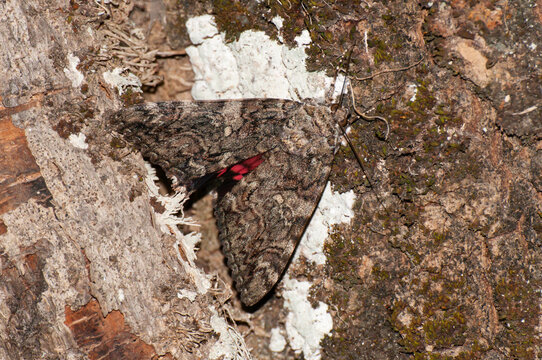 Catocala dilecta, mariposa nocturna camuflada sobre el tronco de un &aacute;rbol.