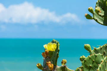 Flor de cacto em frente ao mar