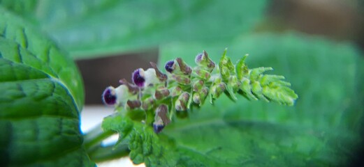 Boehmeria nivea green leaves blossom flower