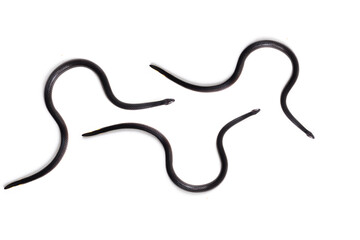 small black snake isolated on white background 