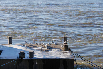 Group of Doves, gulls or seagulls stand on steel pontoon which covered by snow and ice, float on...