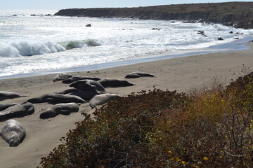 Northern Elephant seals sunbathing on the sandy beaches of Elephant Seal Vista point, San Simeon, California