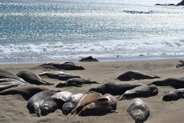 Fototapeta na wymiar Northern Elephant seals sunbathing on the sandy beaches of Elephant Seal Vista point, San Simeon, California