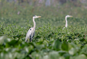 grey heron is a long-legged predatory wading bird of the heron family, Ardeidae, native throughout temperate Europe and Asia and also parts of Africa.