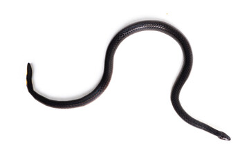 small black snake isolated on white background 