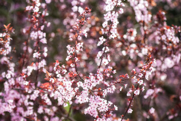 cherry blossom branches. the flowers are pink and the image has a nice bokeh.