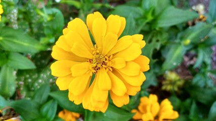 yellow flower with leaves