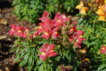 Beautiful garden flower in winter of Florida