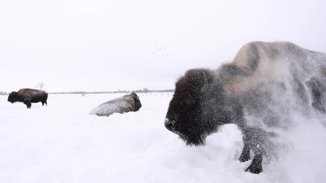 bison full body shake to get snow off super slomo