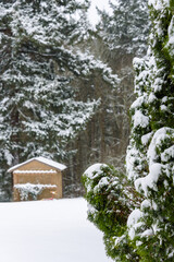 Snowy day, snow filled backyard with arborvitae in foreground and garden shed in background
