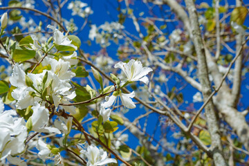 The beautiful white bauhinia purpurea flower in spring