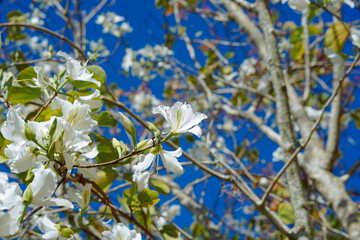 The beautiful white bauhinia purpurea flower in spring