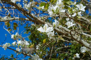 The beautiful white bauhinia purpurea flower in spring