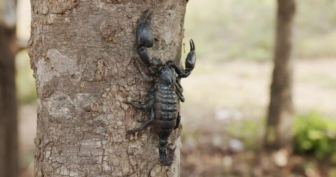 Black scorpion Walking on the tree, Front view 4k braw.