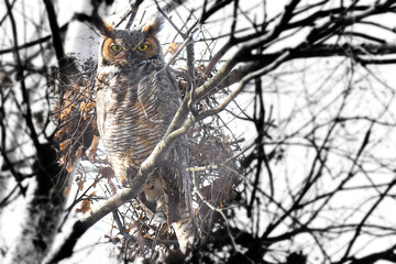 Great Horned Owl (male) perched on a branch, with eyes opened, during daytime
