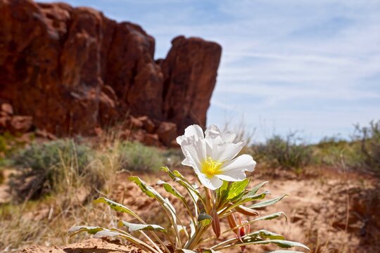 spring flower in the desert