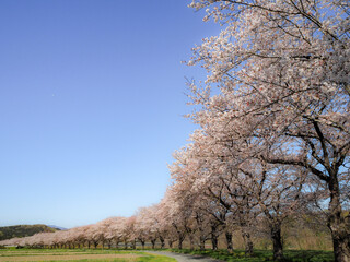 Obraz premium 里山で満開になった桜
