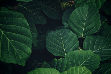 close up of green leaf texture, dark green nature background, tropical leaf