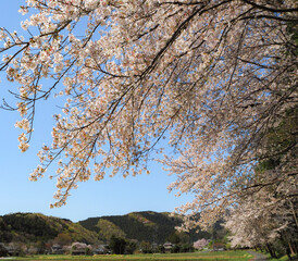 里山で満開になった桜