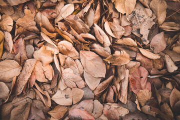 Dead leaves  for backgrounds and textures